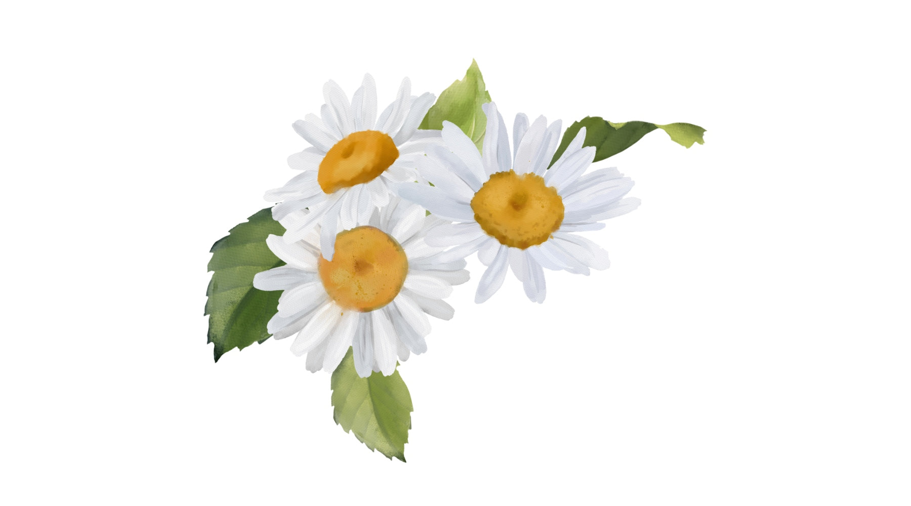 Chamomile: The Soothing Herb for Calm, Sleep, and Digestive Health