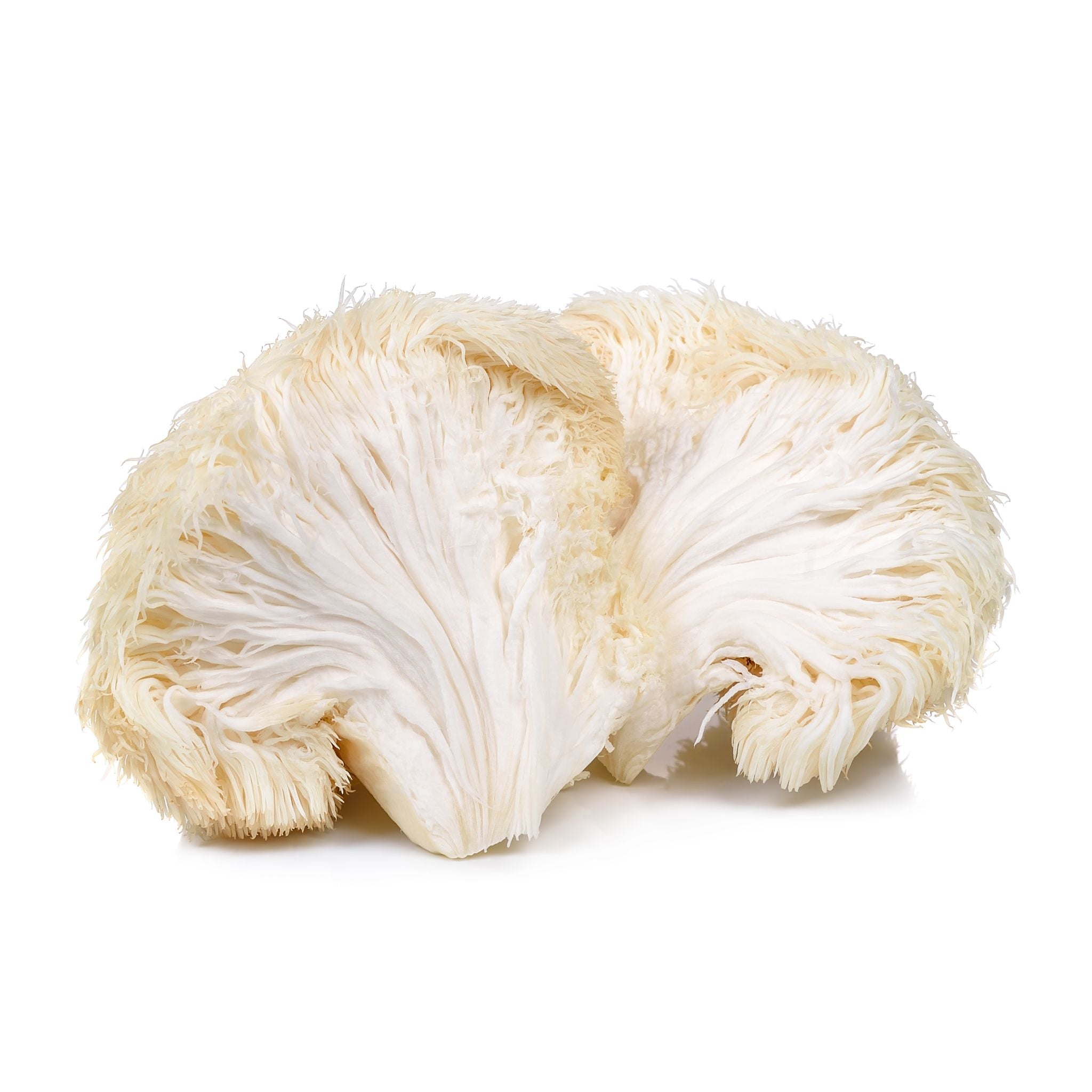 Organic Lion's Mane Mushrooms